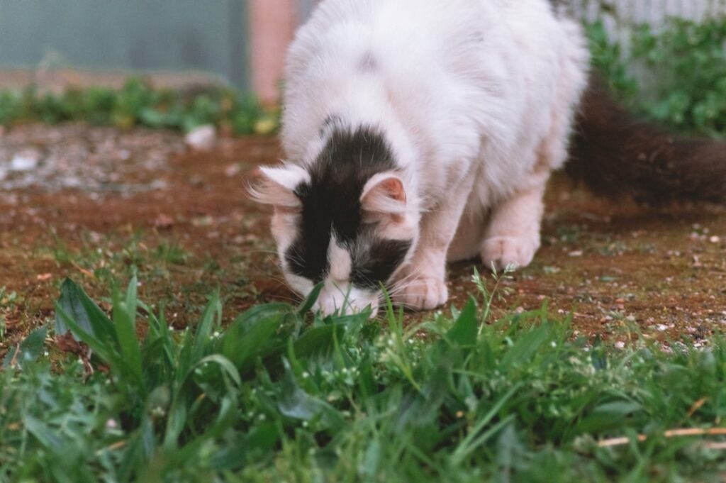 white and black cat on green grass during daytime
